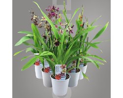 Orchidee plant - Cambria - Kamerplant voor binnen - 5 stuks - Meerkleurig - Binnenplant