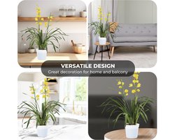 Orchidee plant - Cymbidium Geel - Kamerplant voor binnen - 1 stuk - Binnenplant