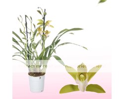 Orchidee plant - Cymbidium Oranje - Kamerplant voor binnen - 1 stuk - Binnenplant