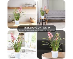 Orchidee plant - Cymbidium Roze - Kamerplant voor binnen - 1 stuk - Binnenplant