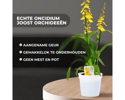 Orchidee plant - Oncidium Joost - Kamerplant voor binnen - 2 stuks - Geel - Binnenplant