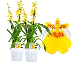 Orchidee plant - Oncidium Joost - Kamerplant voor binnen - 2 stuks - Geel - Binnenplant