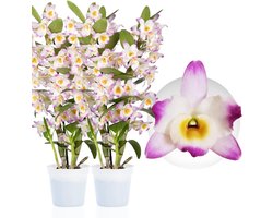 Orchidee plant - Pink Passion - Bambus Dendrobium Nobile - Kamerplant voor binnen - 2 stuks - Roze - Binnenplant