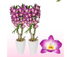 Orchidee plant - Purple Passion - Bambus Dendrobium Nobile - Kamerplant voor binnen - 2 stuks - Geel - Binnenplant