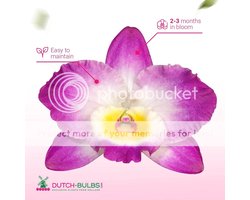 Orchidee plant - Purple Passion - Bambus Dendrobium Nobile - Kamerplant voor binnen - 2 stuks - Paars - Binnenplant