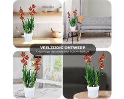 Orchidee plant - Wilsonara Inferno - Kamerplant voor binnen - 2 stuks - Bruin - Binnenplant