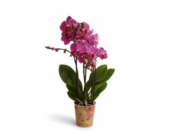 orchideeën-orchidee plant-planten-phalaenosis-phalaenopsis orchidee-orchideeën-sinterklaas cadeautjes - kerstcadeaus voor volwassenen-orchidee