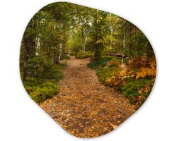 Organische wanddecoratie 60x60 cm - Organisch schilderij Bos - Pad - Herfst - Bladeren - Muurdecoratie woonkamer - Kamer decoratie - Schilderijen - Muurcirkel aesthetic