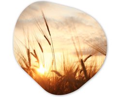 Organische Wanddecoratie - Kunststof Muurdecoratie- Organisch Schilderij - Riet - Gras - Zonsondergang - Natuur - Horizon- 40x40 cm - Asymmetrische spiegel vorm op kunststof