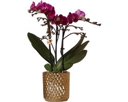 Paarse Phalaenopsis orchidee - Morelia + Diamond sierpot goud - potmaat Ø9cm - 35cm hoog -
