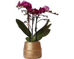 Paarse phalaenopsis orchidee - Morelia + Groove sierpot goud - potmaat Ø9cm - 35cm hoog -