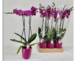 Paarse Phalaenopsis orchidee - potmaat 12 cm