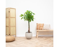 Pachira aquatica - 180cm - ⌀30