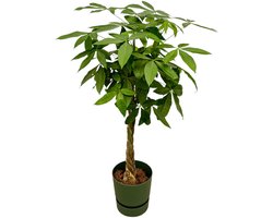 Pachira Aquatica inclusief elho Greenville Round groen - 160cm - Ø30