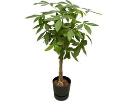 Pachira Aquatica inclusief elho Greenville Round zwart - 160cm - Ø30
