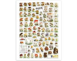 Paddenstoelen Poster - Wanddecoratie Prent - Interieur Decoratie - Premium Papier 250 g/m² - 30x40 cm - Kleurrijk