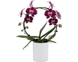 Papicco FESTIVAL Firework - Orchidee - Mirror - Phalaenopsis - Rood