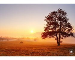 Papieren placemats - Zonsondergang Boom - 500 stuks - 42cm x 29,7cm - Goede kwaliteit 90gr/m2