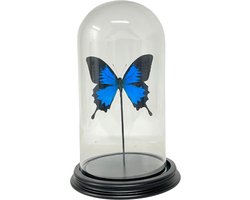 Papilio Ulysses Ulysses in stolp - Blauwe grote vlinder in glazen stolp