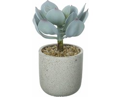 Parlane kunst vetplant Echeveria in stenen sierpotje - 10 x 10 x 20 cm