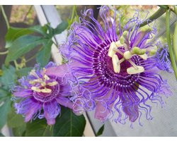 Passiflora Passievrucht - Passiebloem Klimplant - Tuin Decoratie - Snelgroeiend en Winterhard - 30 cm - Paars