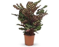 Pauwenplant - Kamerplant - Tropische sfeer - Unieke bladtekening - 60-70cm pot 19cm - Groen