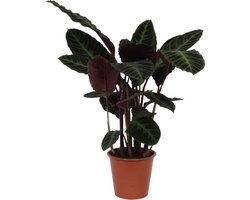 Pauwenplant/schaduwplant met paars groene bladeren, 80 cm hoog, Ø24cm, Calathea warscewiczii