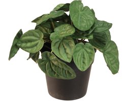 Peperomia Green Twist - Robuuste, decoratieve kamerplant in een pot va