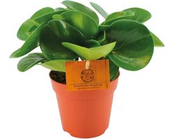 Peperomia Obtusifolia - 20cm -Ø12 Groene Kamerplant -Sierplantenshop