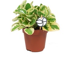 Peperomia Obtusifolia Optipan Bicolor | Vetplant krokodillentranen