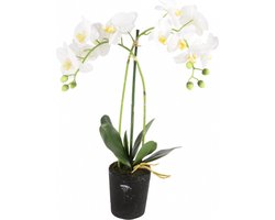 Phalaenopsis 2-tak i/pot h53cm wit