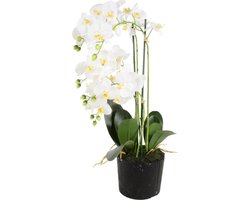 Phalaenopsis 5-tak - 68 cm