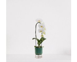 Phalaenopsis Cascade wit in sierpot Emma emerald green – bloeiende witte Orchidee – kamerplant - 50-65cm - Ø13 – grootbloemig - geleverd met plantenpot – vers uit de kwekerij