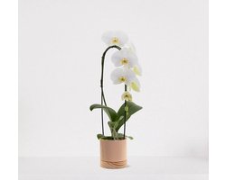 Phalaenopsis Cascade wit in sierpot Emma Wood taupe – bloeiende witte Orchidee – kamerplant - 50-65cm - Ø13 – grootbloemig - geleverd met plantenpot – vers uit de kwekerij