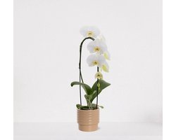 Phalaenopsis Cascade wit in sierpot Naemi Taupe – bloeiende witte Orchidee – kamerplant - 50-65cm - Ø13 – grootbloemig – geleverd met plantenpot – vers uit de kwekerij
