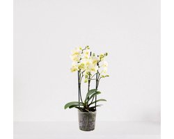 Phalaenopsis Multiflora wit – bloeiende witte Orchidee – kamerplant - 30-55cm - Ø12 – in kwekerspot – vers uit de kwekerij