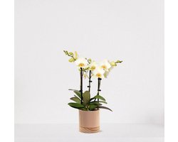Phalaenopsis Multiflora wit in sierpot Emma Wood taupe – bloeiende witte Orchidee – kamerplant - 40-55cm - Ø13 – geleverd met plantenpot – vers uit de kwekerij