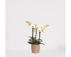 Phalaenopsis Multiflora wit in sierpot Liam Taupe – bloeiende witte Orchidee – kamerplant - 40-55cm - Ø13 – geleverd met plantenpot – vers uit de kwekerij