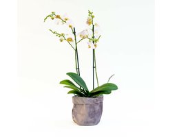Phalaenopsis Orchidee in Stijlvolle Grijze Fluwelen Pot -Ø12 Bloeiende Kamerplant -Sierplantenshop