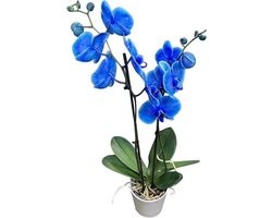 Phalaenopsis orchidee plant blauw in keramiek pot