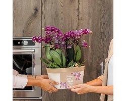 Phalaenopsis Paarse Morelia in Katoenen Mand Drie Prachtige Orchideeën 35cm -Ø9