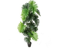 Philo xanadu - 120 cm