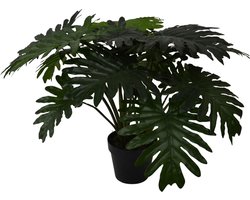 Philo xanadu - 60 cm