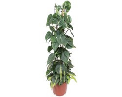 Philodendron Brasil hartplant voor iedere kamer - ca. 120 cm - Ø24cm