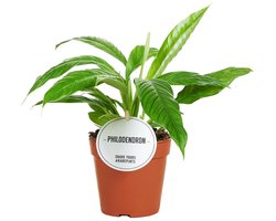 Philodendron Campii - Hoogte 25cm - Pot 14cm