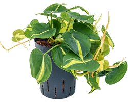 Philodendron grand brasil hydrocultuur hangplant
