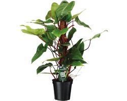 Philodendron Red Emerald -80cm -Ø19 Groene Kamerplant -Sierplantenshop