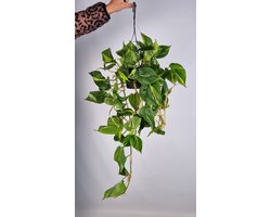 Philodendron scandens brasil - hangplant voor binnen - potmaat 15 cm - ranklengte 20 centimenter - Plants By Suus