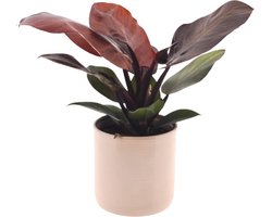 Philodendron Sunlight | 30cm | incl. Off white keramieken pot