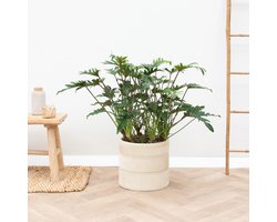 Philodendron Xanadu - 100 cm